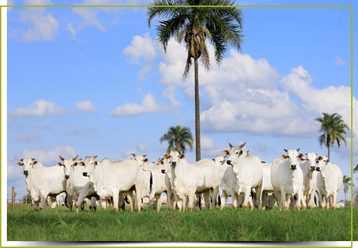 Fazenda Nelore Novo Fazenda Nelore Novo