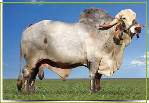 bg_gir_leiteiro bg_gir_leiteiro